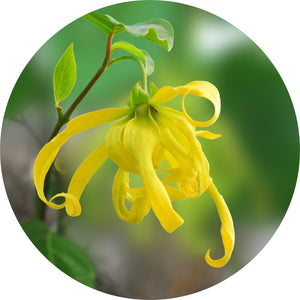 Ylang Complete Essential Oil