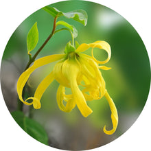 Load image into Gallery viewer, Ylang Complete Essential Oil