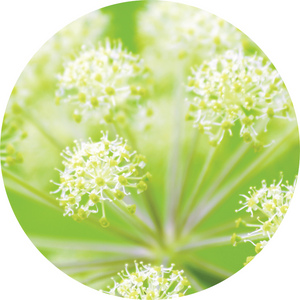 Angelica Root Essential Oil