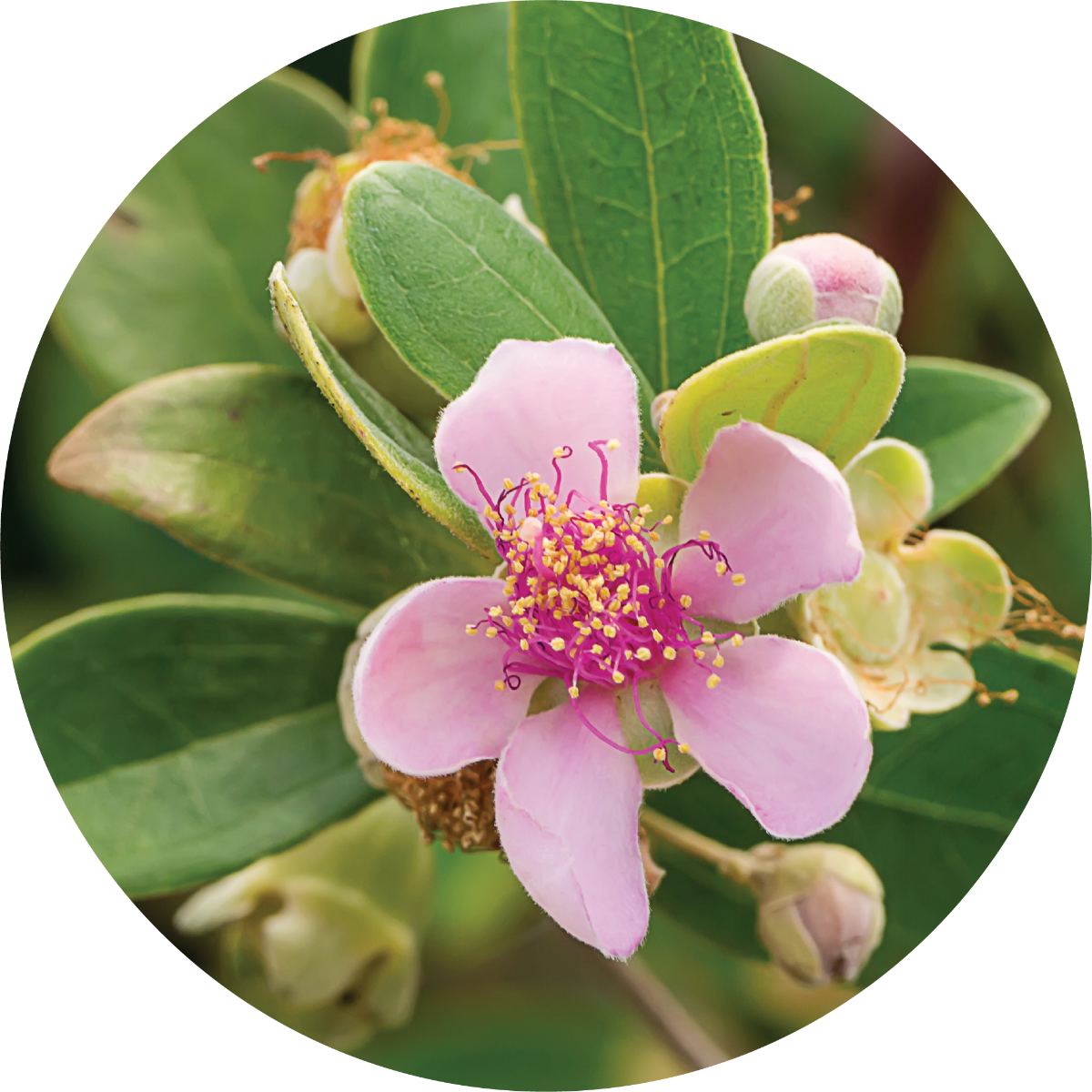 Australian Rose Essential Oil