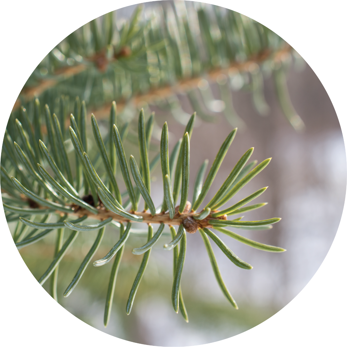 Fir, Balsam Essential Oil