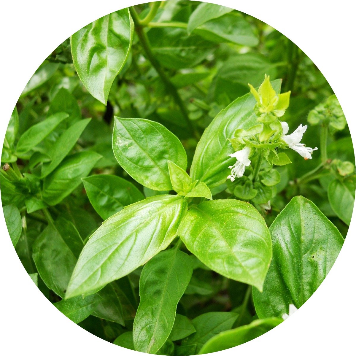 Basil Essential Oil