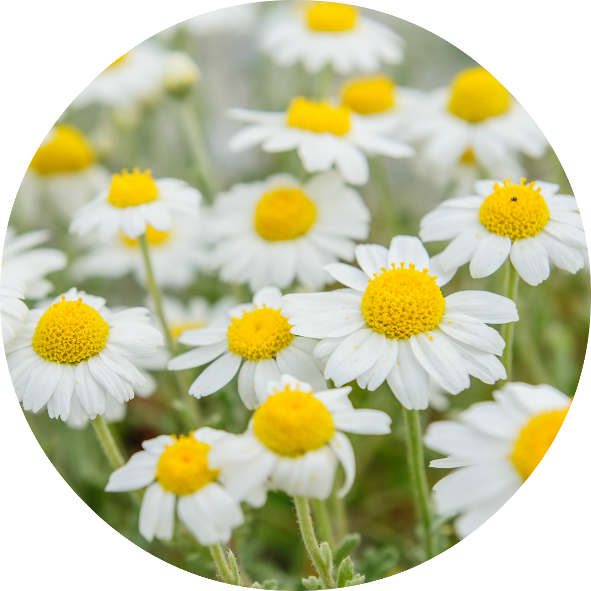 Chamomile Essential Oil