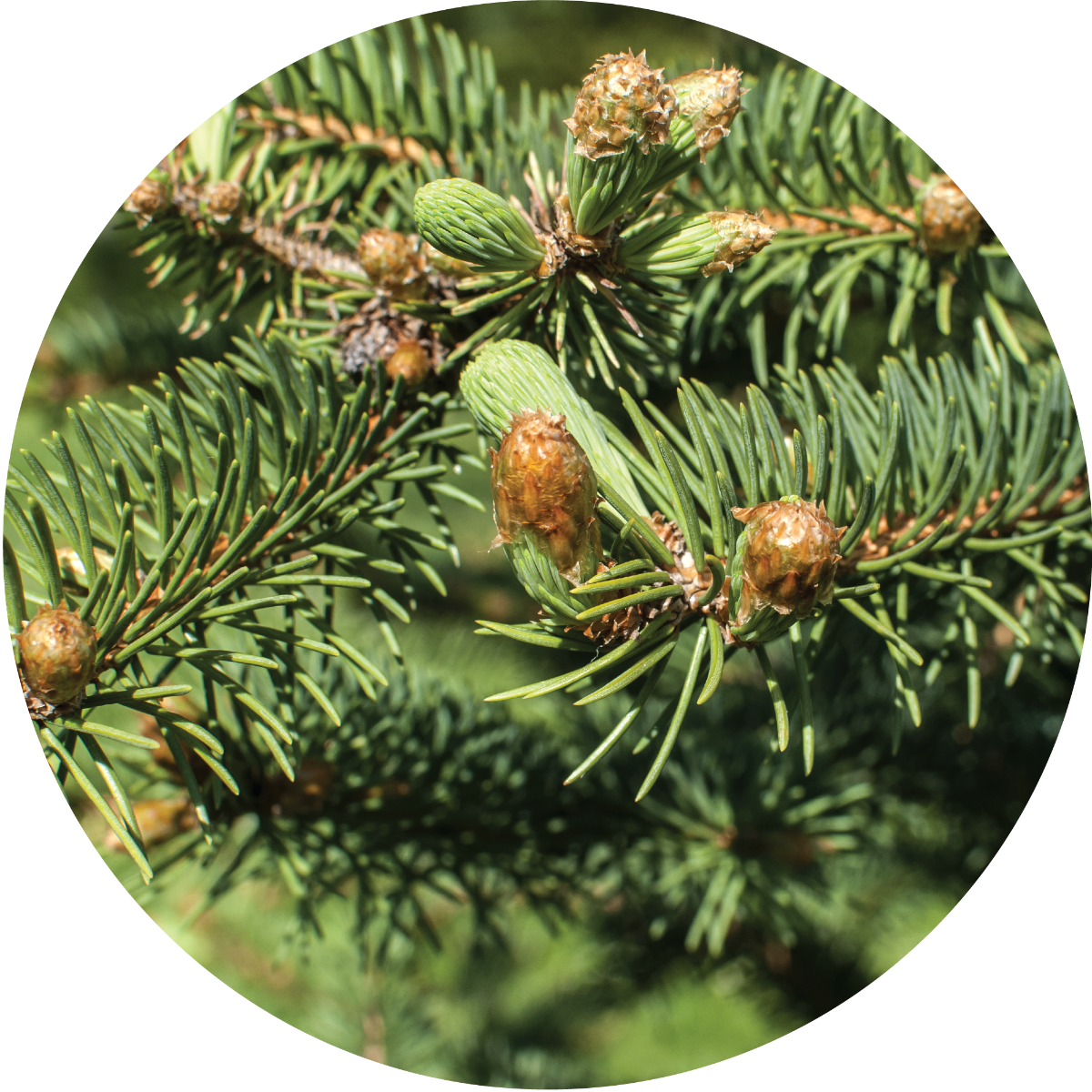 Christmas Tree - Essential Oil