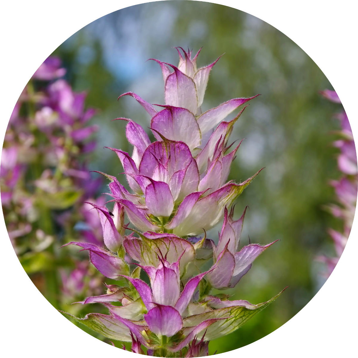 Clary Sage - Essential Oil VIP