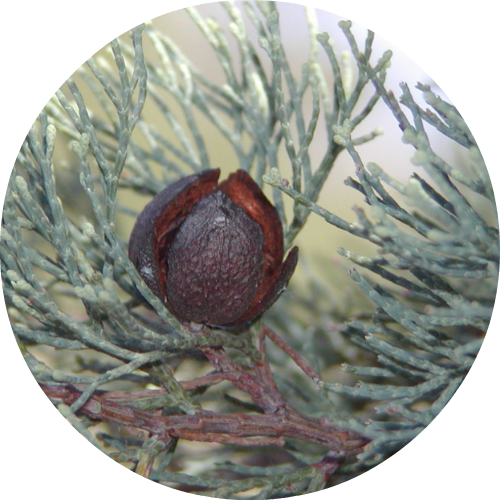 Cypress Wood, White - Essential Oil