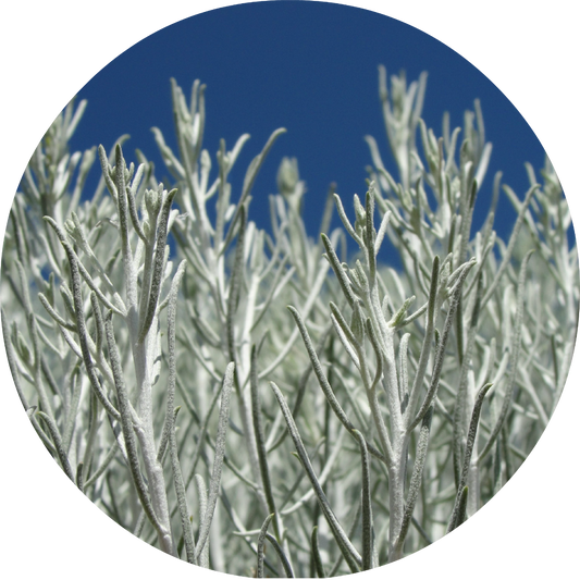 Sage, Desert - Essential Oil