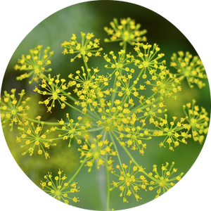 Dill Essential Oil