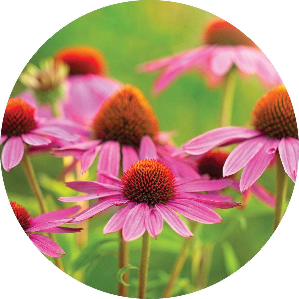 Echinacea Essential Oil