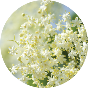 Elderflower Essential Oil