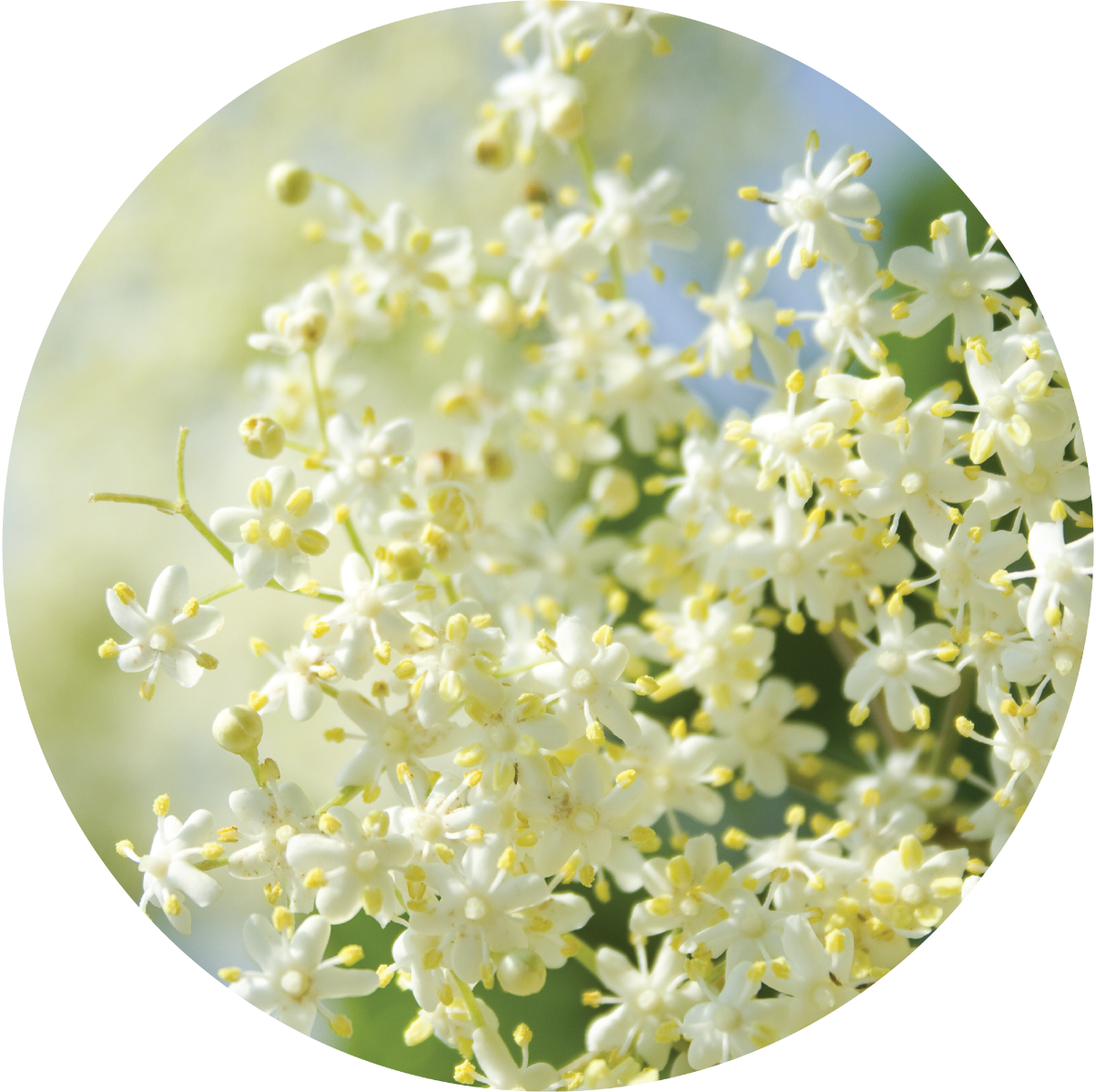 Elderflower Essential Oil