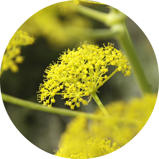 Fennel - Essential Oil