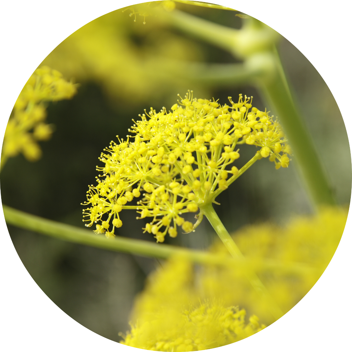 Fennel Essential Oil