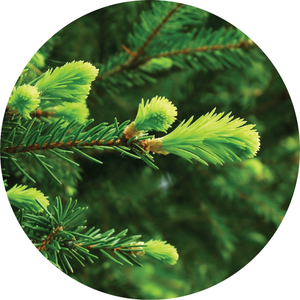 Fir, Grand Essential Oil