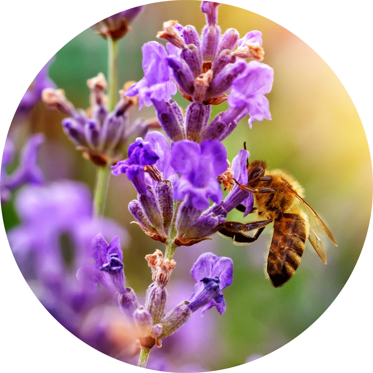 Lavender, French Fine - Essential Oil VIP