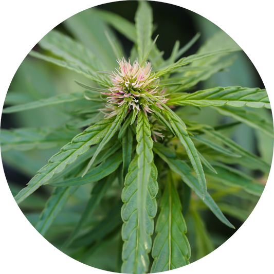 Hemp Blossom - Essential Oil