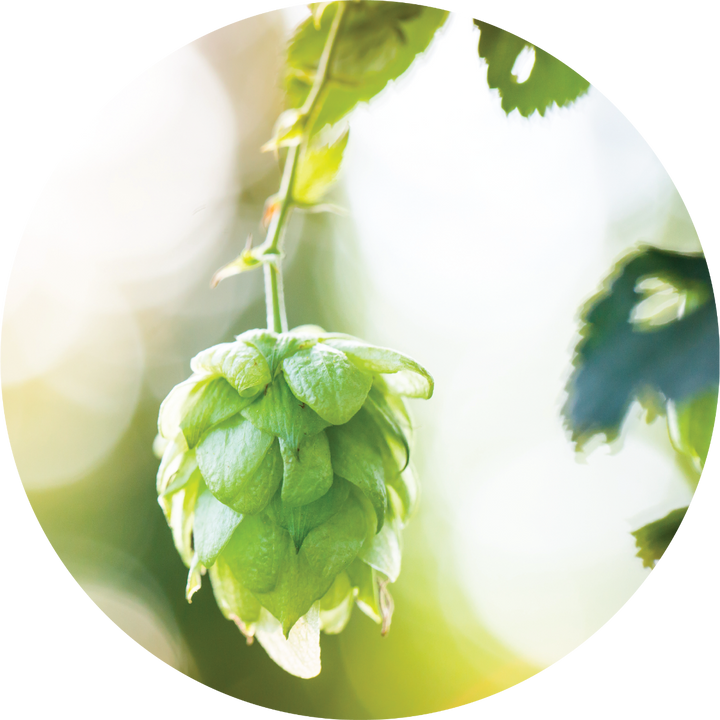 Hops Essential Oil