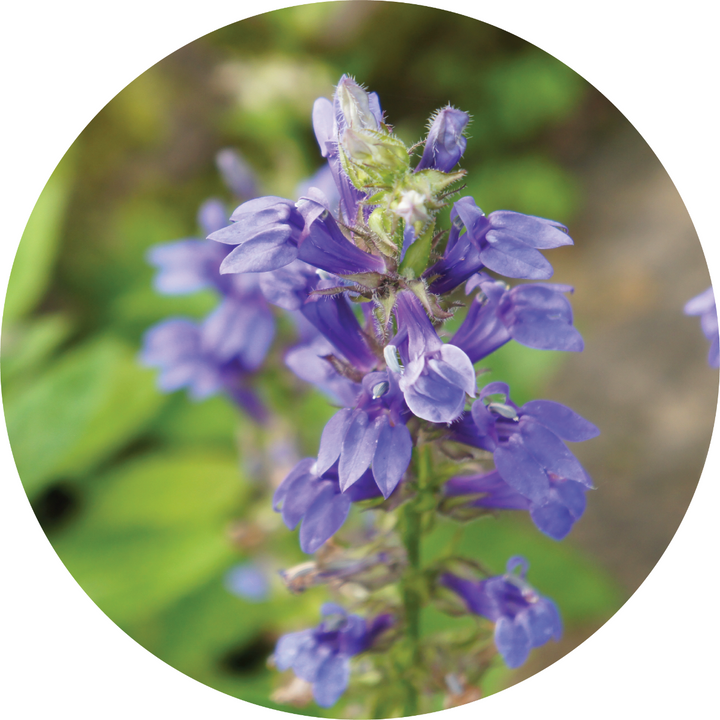 Hyssop Essential Oil