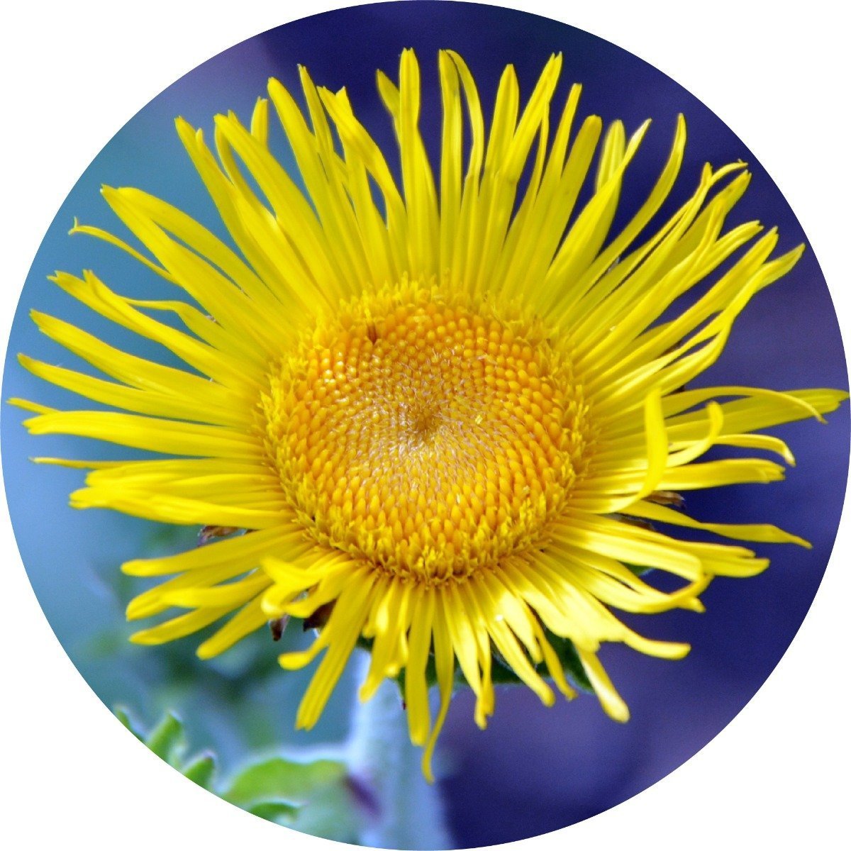 Inula Essential Oil