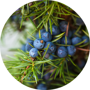 Juniper Berry Essential Oil