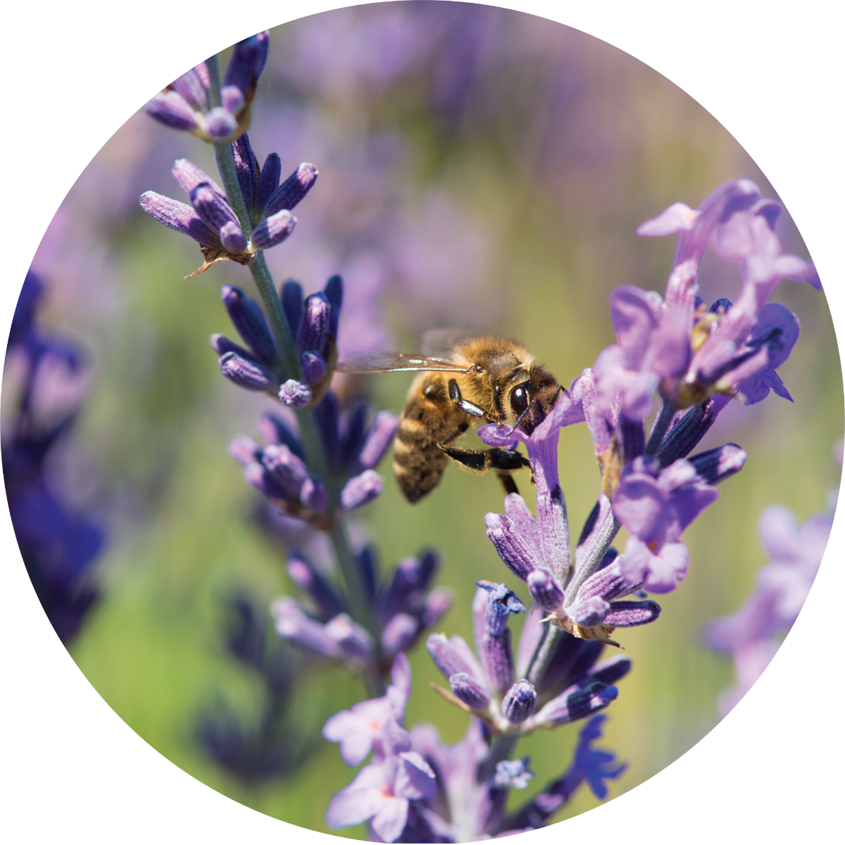 Lavender - Essential Oil VIP