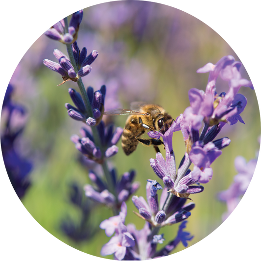 Lavender - Essential Oil VIP