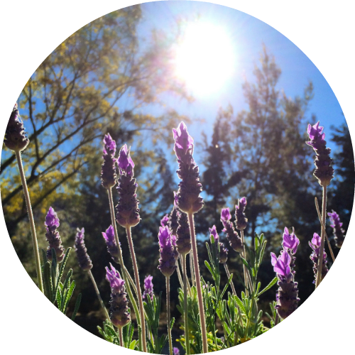 Lavender, Alpine - Essential Oil VIP