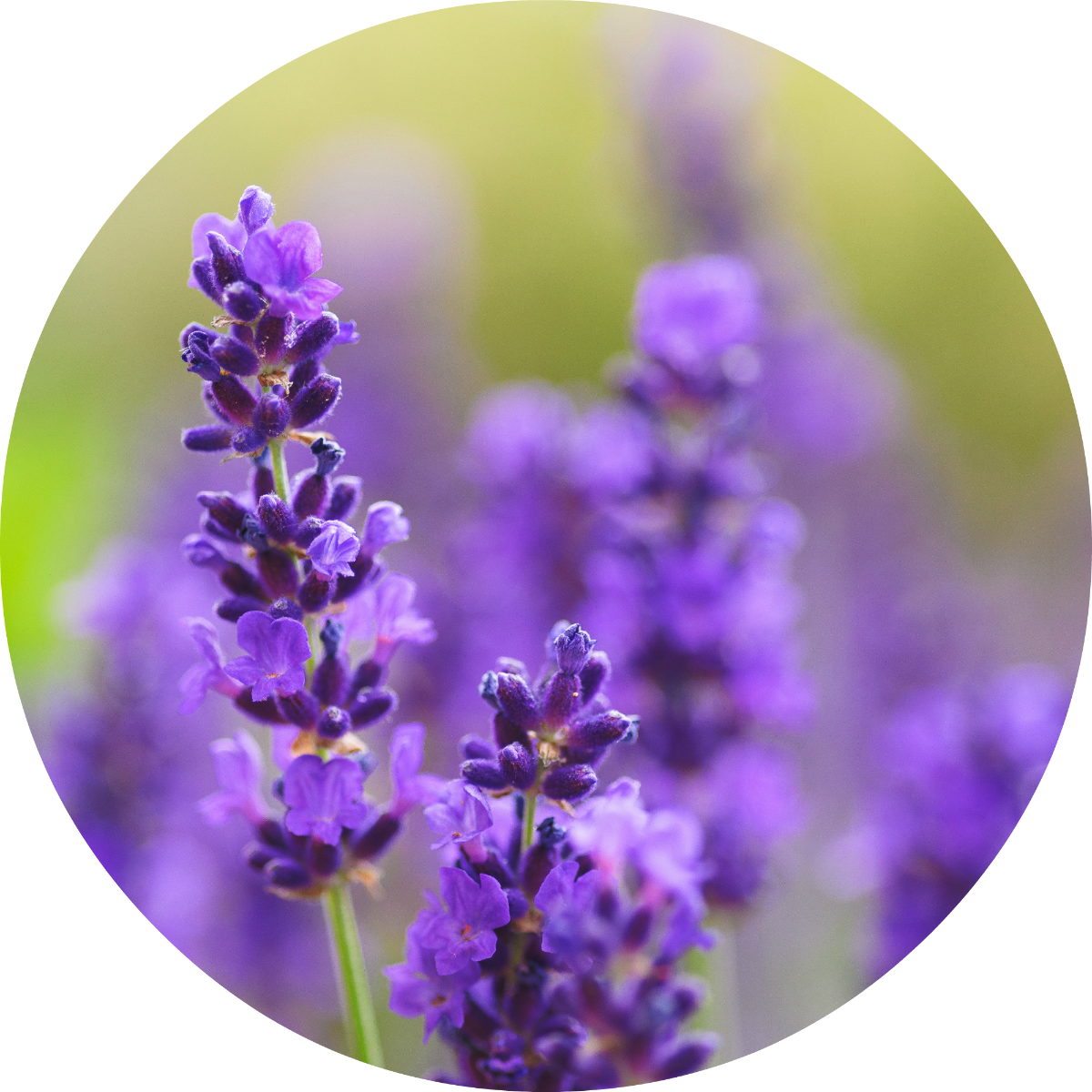 Lavender - Absolute VIP