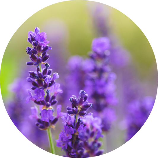 Lavender - Absolute VIP