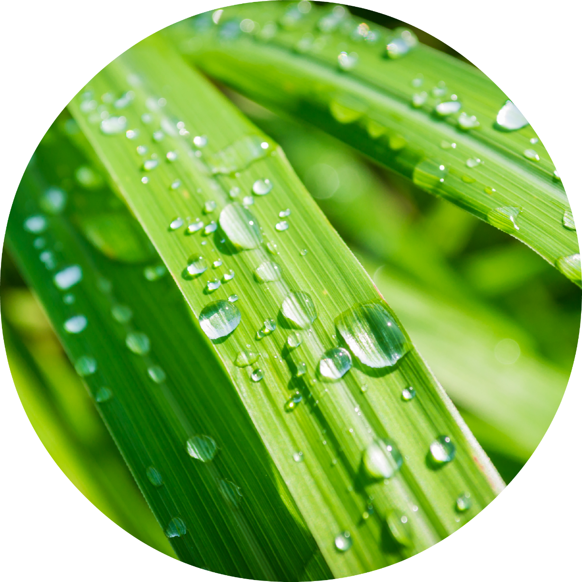Lemongrass - Essential Oil