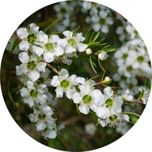 Load image into Gallery viewer, Lemon Tea Tree Essential Oil