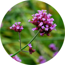 Load image into Gallery viewer, Verbena, Lemon Essential Oil