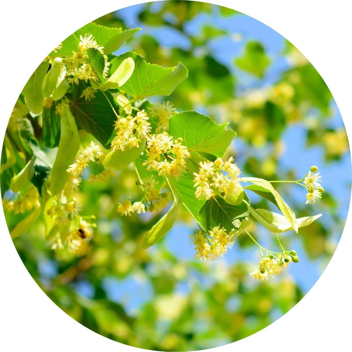 Linden Blossoms Essential Oil