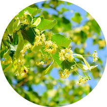 Load image into Gallery viewer, Linden Blossoms Essential Oil