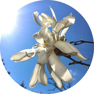 Magnolia Flower Essential Oil