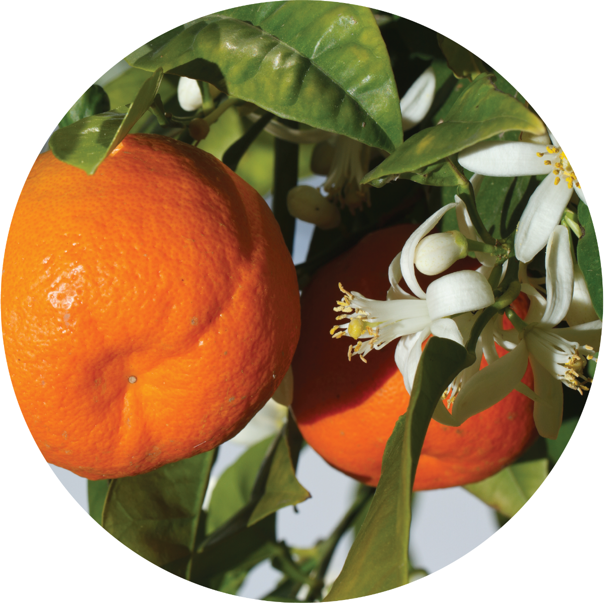 Mandarin - Essential Oil