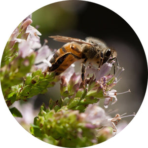 Marjoram Essential Oil