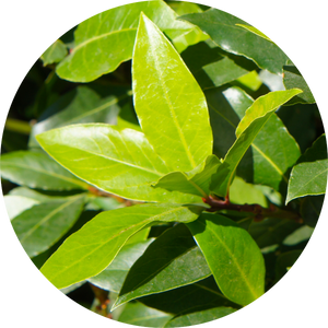 Moena Essential Oil