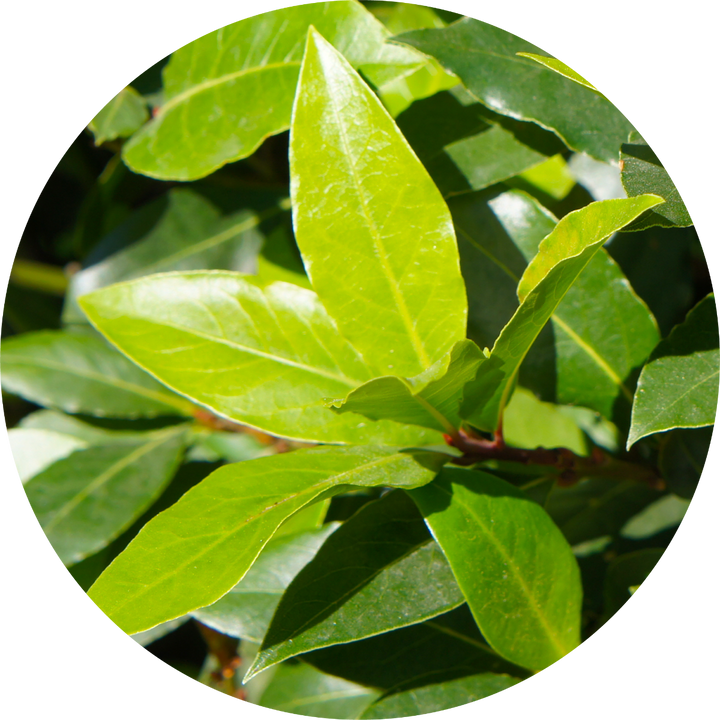 Moena Essential Oil