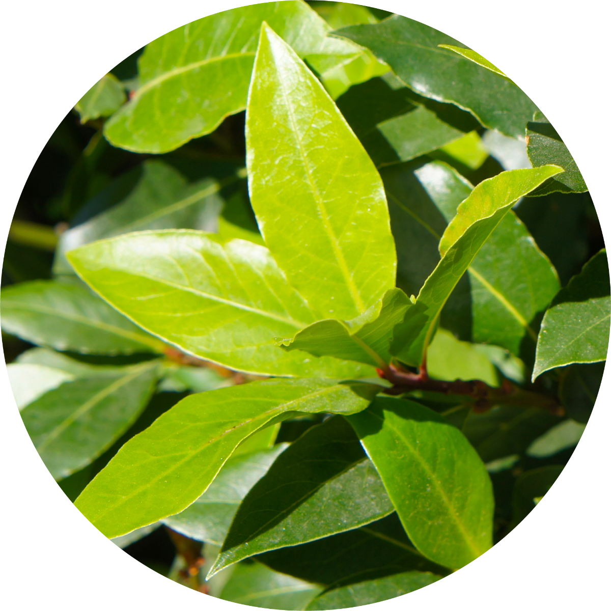 Moena Essential Oil