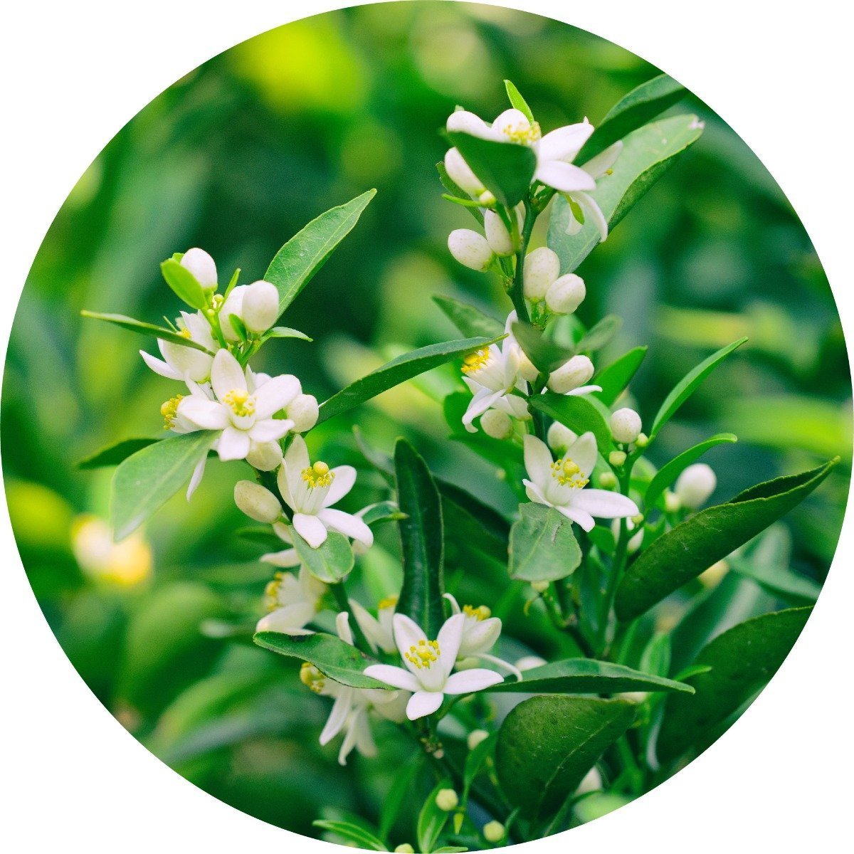 Neroli Essential Oil