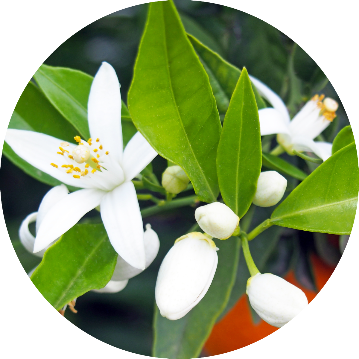 Neroli Fleurs sur Petitgrain Essential Oil