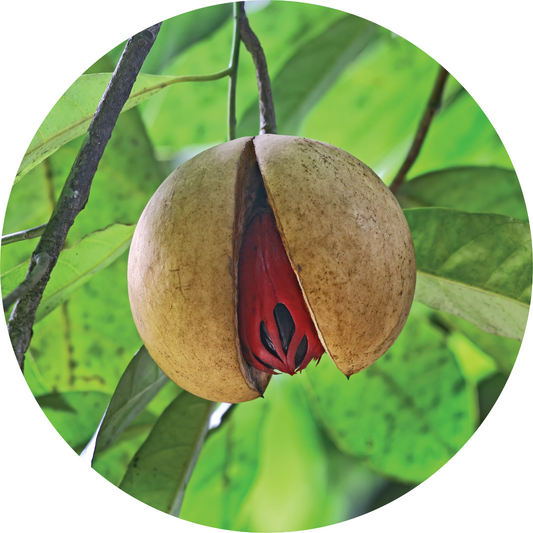 Nutmeg - Essential Oil