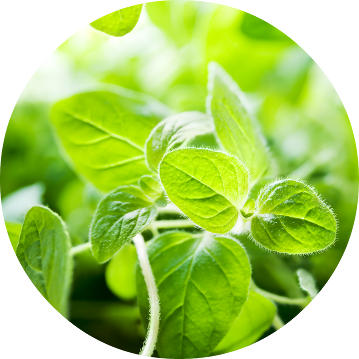 Oregano Essential Oil
