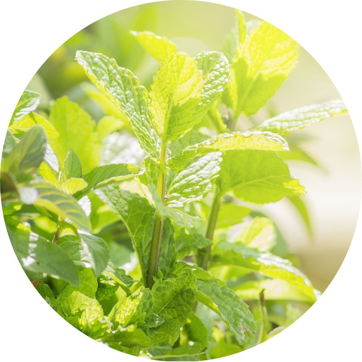 Peppermint - Essential Oil