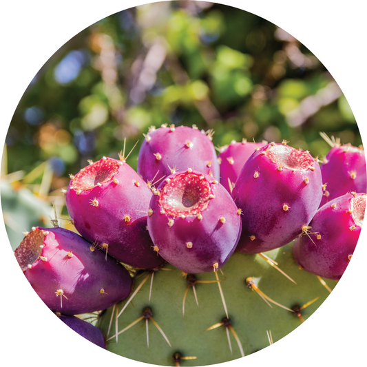 Prickly Pear - Carrier Oil