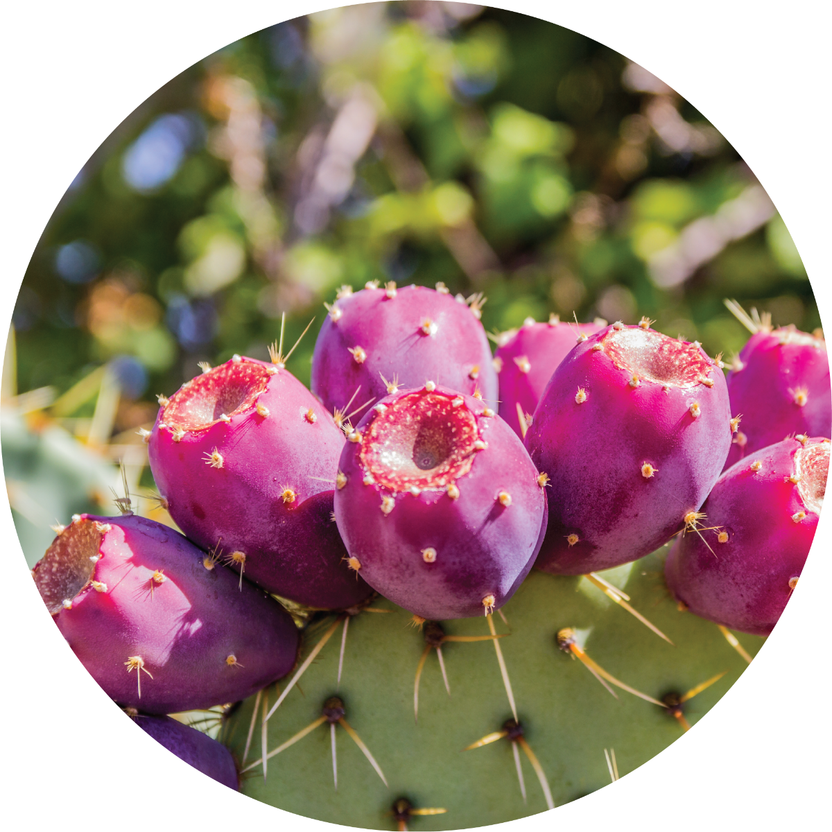 Prickly Pear Carrier Oil