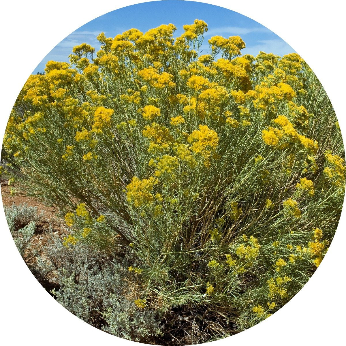 Rabbit Brush Essential Oil