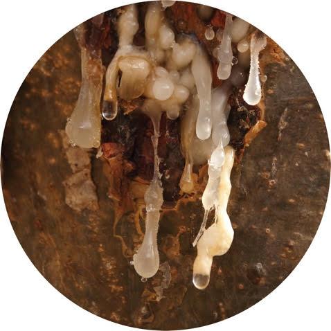 Frankincense, Royal Hojari - Essential Oil