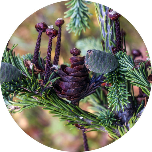 Fir, Siberian - Essential Oil